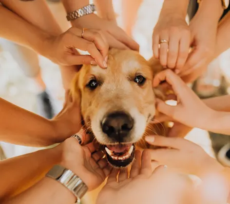 Happy dog with a bunch of people petting him.